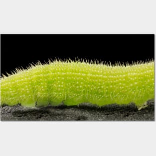 Stunning Macro Photography. Posters and Art